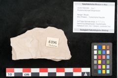 Foto (Objekt + Etikett) von Rhytisma feroniae Ettingshausen (NHMW-GEO-2024-0188-6396)